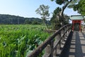 Lotus flowers in full bloom in Japanese lotus garden. Royalty Free Stock Photo