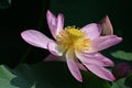 Lotus flowers in full bloom in Japanese lotus garden. Royalty Free Stock Photo