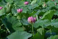 Lotus flowers in full bloom in Japanese lotus garden. Royalty Free Stock Photo