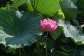 Lotus flowers in full bloom in Japanese lotus garden. Royalty Free Stock Photo