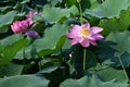 Lotus flowers in full bloom in Japanese lotus garden. Royalty Free Stock Photo