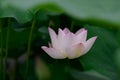 lotus flowers among green leaves in famous Summer lotus pond of Liyuan garden