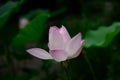lotus flowers among green leaves in famous Summer lotus pond of Liyuan garden