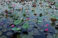 Lotus flowers that grow on the surface of the pond. A large number of blooming lotuses on the pond