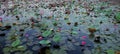 Lotus flowers that grow on the surface of the pond. A large number of blooming lotuses on the pond