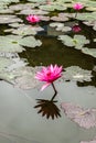 Lotus flowers at Hanoi, Vietnam