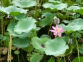 The lotus flowers in Houhai park in Beijing