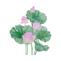 Lotus flowers isolated on white background .lotus flowers Hand painted Watercolor illustrations.