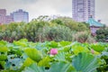 Lotus flowers in a lake in Ueno Park, Tokyo, Japan