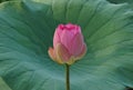 A pink lotus flowers and a leaf in river in summer Royalty Free Stock Photo