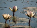 Lotus flowers and leaves floating on water