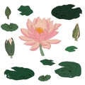 Lotus flowers and leaves isolated vector illustration in old japanese woodprint ukiyoe-e style. Design for natural