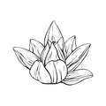 Lotus Flowers with leaves Sketch. Black outline vector illustration painted by black inks. Hand drawn Etched Line Royalty Free Stock Photo