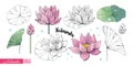 Lotus flowers, leaves, stems, buds hand drawn in color and in black and white line. Nelumbo. Set of Botanical illustration in Royalty Free Stock Photo