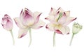 Lotus flowers painted in watercolor