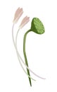 Lotus Flowers and Pod on White Background Royalty Free Stock Photo