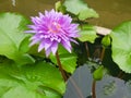 Lotus flowers in pond. Beautiful nuture background.