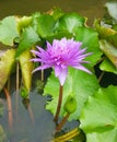 Lotus flowers in pond. Beautiful nuture background.