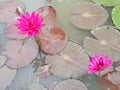 Lotus flowers in pond. Beautiful nuture background.