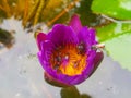 Lotus flowers in pond with bee. Beautiful nuture background.