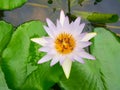 Lotus flowers in pond with bee. Beautiful nuture background.