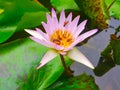 Lotus flowers in pond with bee. Beautiful nuture background.