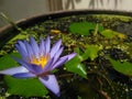 Lotus flowers in the pond in the temple