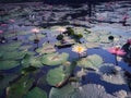 Lotus flowers in the pond with two colours Royalty Free Stock Photo