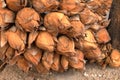 Lotus Flowers pray for Buddha, A close up dried lotus.