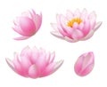 Lotus flowers. Realistic beautiful plants flowers buds and leaves buddhism symbols decent vector nature pictures