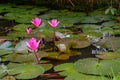 Pink color fresh lotus blossom or water lily flower blooming on pond background Royalty Free Stock Photo