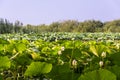 Lotus flowers