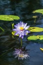 Lotus flower in semiwon garden