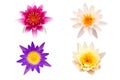 Lotus flowers set on white background Royalty Free Stock Photo