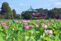 Lotus flowers at Shinobazu Pond in Ueno Park