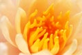 Lotus flowers soft focus pollen and petal background Royalty Free Stock Photo