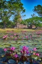 Lotus flowers in Sukhothai old town of Thailand. Royalty Free Stock Photo