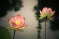 Lotus flowers, symbolizing growth and new beginnings Royalty Free Stock Photo