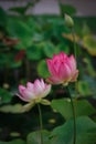 Lotus flowers, symbolizing growth and new beginnings Royalty Free Stock Photo