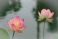 Lotus flowers, symbolizing growth and new beginnings Royalty Free Stock Photo