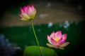 Lotus flowers, symbolizing growth and new beginnings Royalty Free Stock Photo