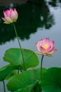 Lotus flowers, symbolizing growth and new beginnings Royalty Free Stock Photo