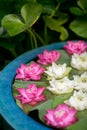 Beautiful water lily flower in a stone water pot Royalty Free Stock Photo