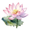 Lotus flowers water color style Royalty Free Stock Photo