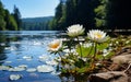 lotus flowers on water lily on lake ,water reflection , trees in forest ,wild lotus on sunset sky on sea