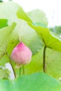 Lotus flowers or waterlilly flowers in the pond nature on the ho Royalty Free Stock Photo