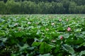 Lotus flowers with willow trees Royalty Free Stock Photo