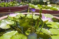 Lotus folwer in a basin Royalty Free Stock Photo