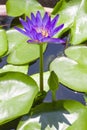 Lotus folwer in a basin Royalty Free Stock Photo