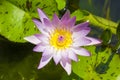 Lotus folwer in a basin Royalty Free Stock Photo